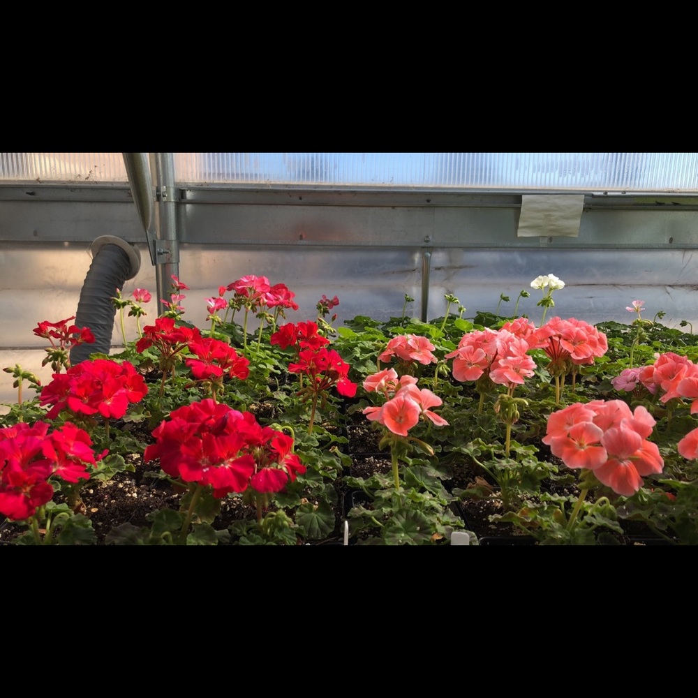 Meet your Posher, Kristen